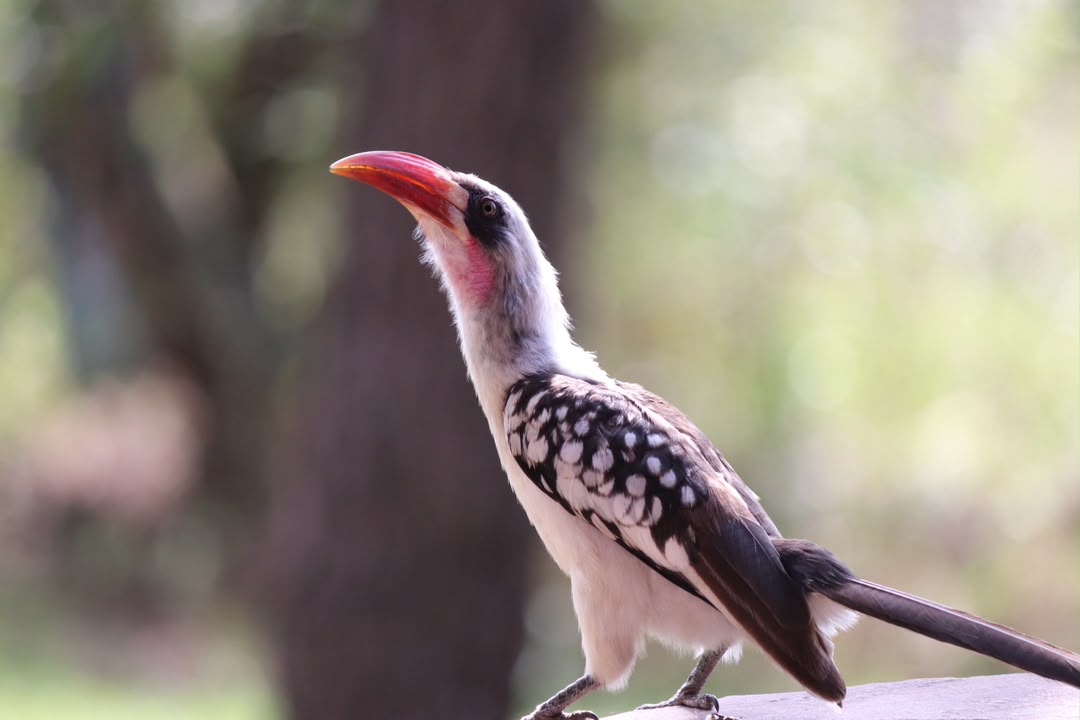 Luxury Safari vs Budget Safari: What’s the Difference?