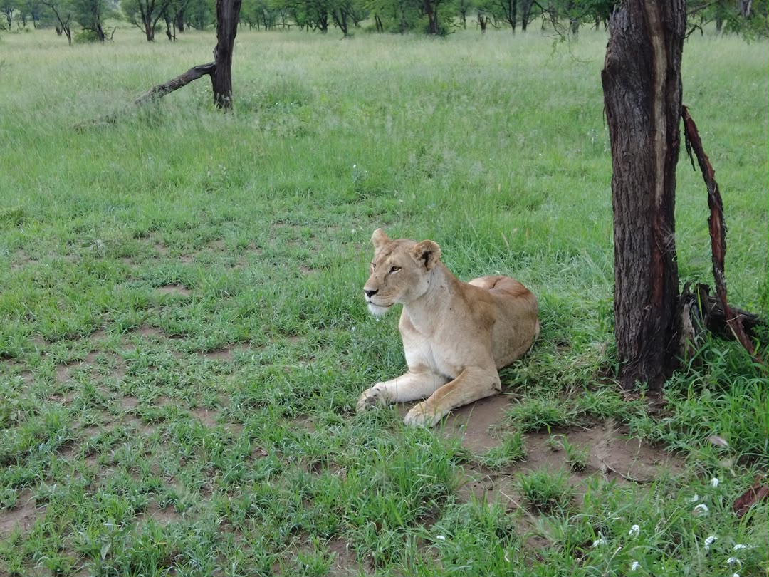 Tanzania Safari Cost Guide 2026