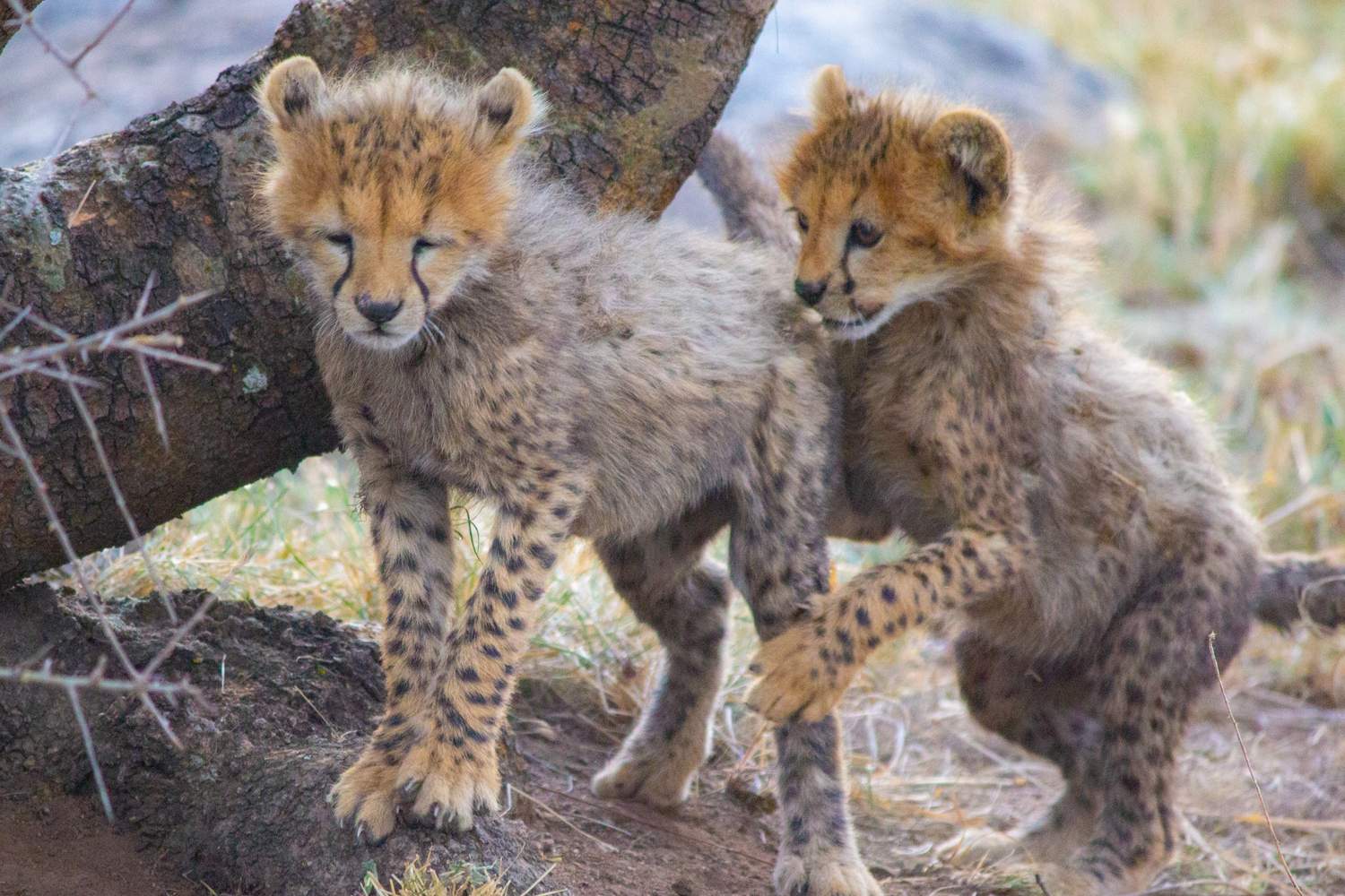 Safari Experience