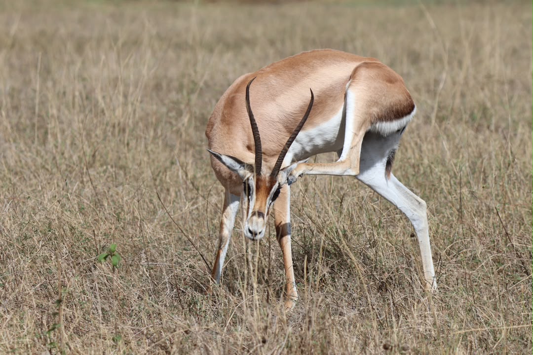 Tanzania Safari: 8 Days Tanzania Wildlife & Discovery Safari