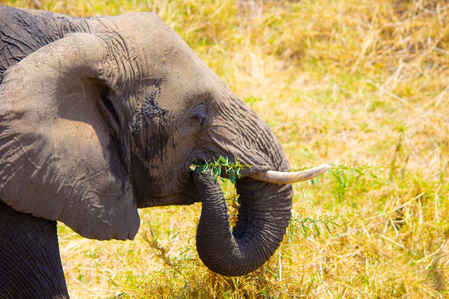 Tanzania Safari: Tarangire National Park Day Trip Safari